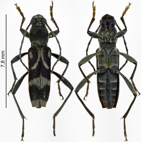Réf. 188 207 : Chlorophorus figuratus